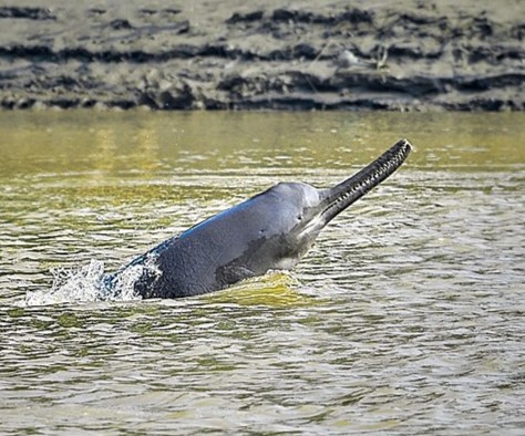 A Gangetic river dolphin surfacing in a river
