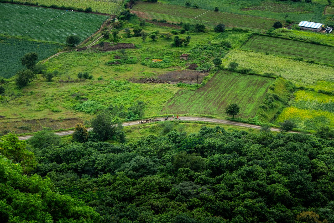 Chemical-free mixed-crop farm field in India under natural farming