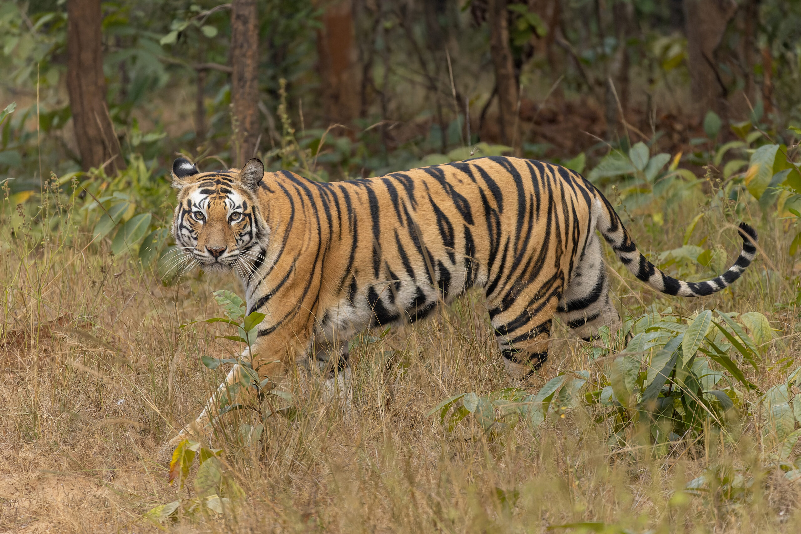 A Bengal tiger in dense forest habitat