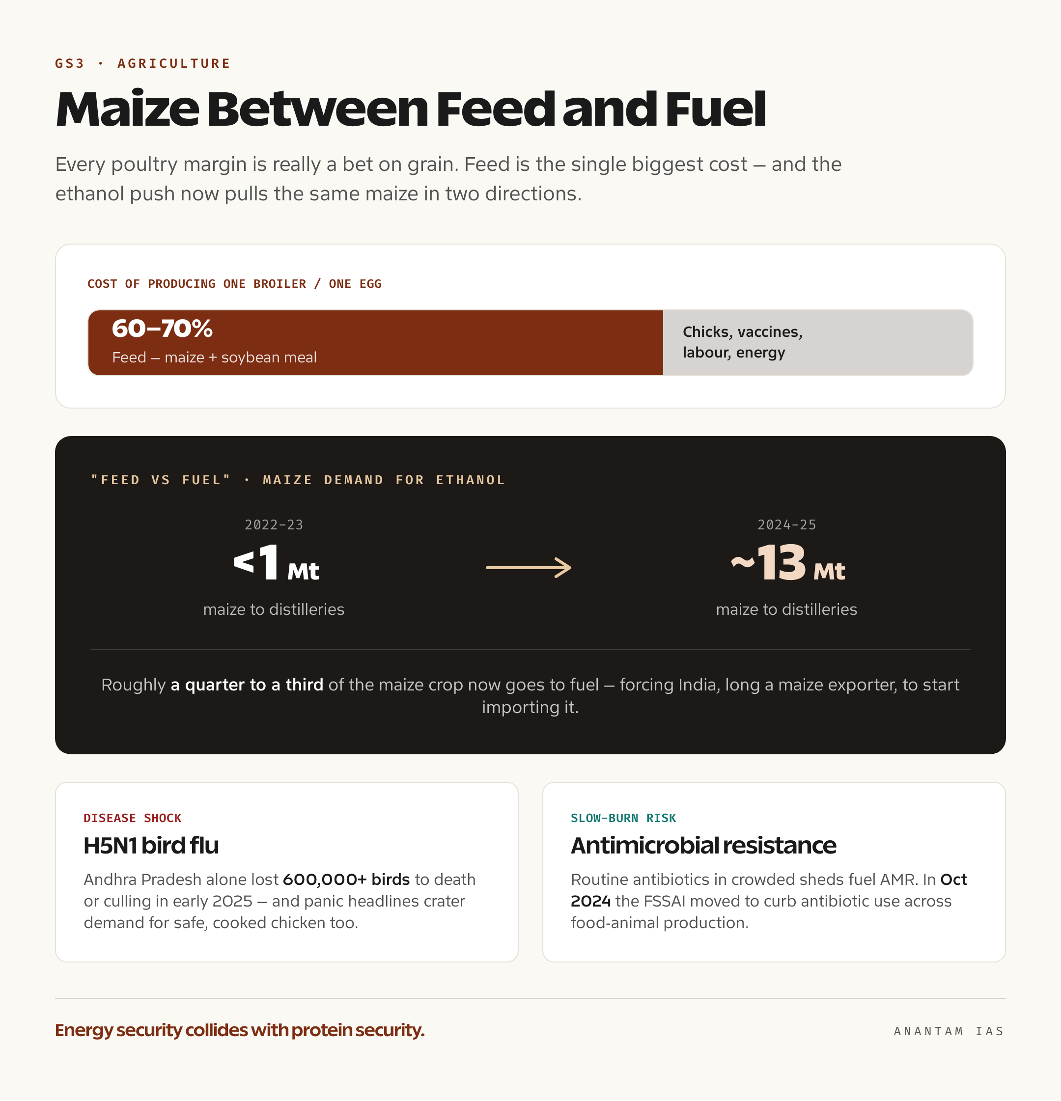 Infographic showing how maize and soybean meal make up 60-70 percent of poultry production cost and how ethanol diversion is tightening feed-grain supply