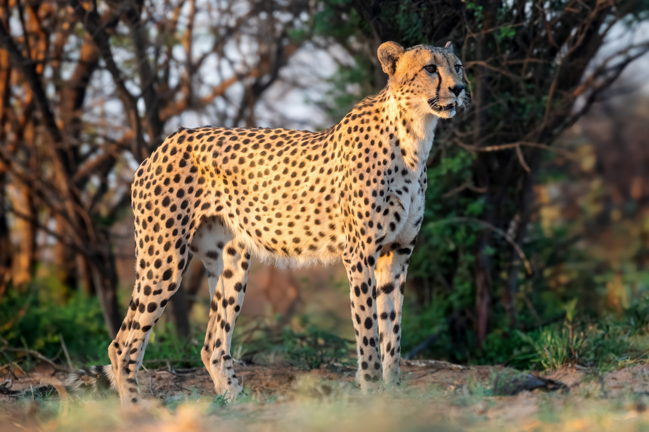 A cheetah standing alert in open dry grassland with scattered trees