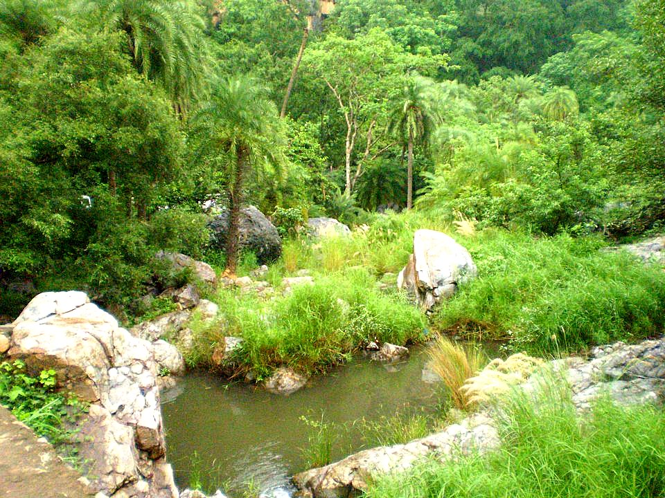 Dry forest habitat inside Sariska Tiger Reserve in Rajasthan