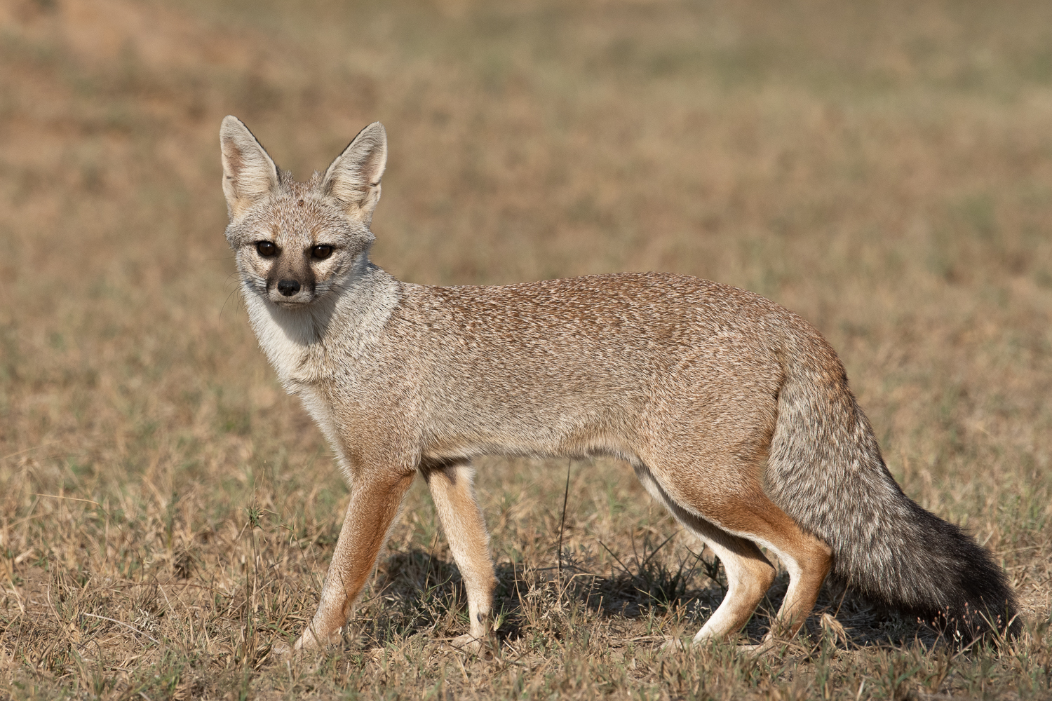 Bengal fox standing in a dry open landscape