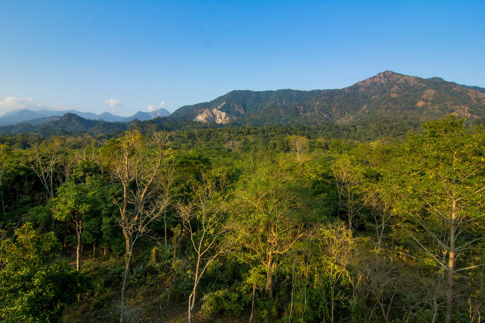 Forest landscape in Buxa Tiger Reserve, West Bengal