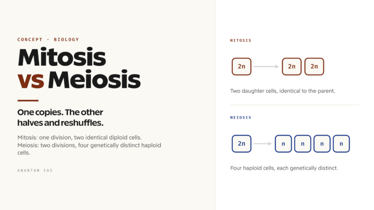 Difference Between Mitosis and Meiosis: Stages, Purpose and Comparison Table