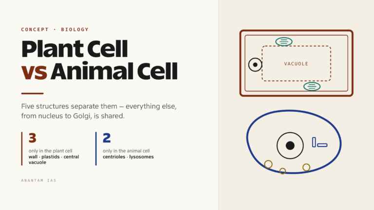 Difference Between Plant Cell and Animal Cell (With Comparison Table and Diagram)