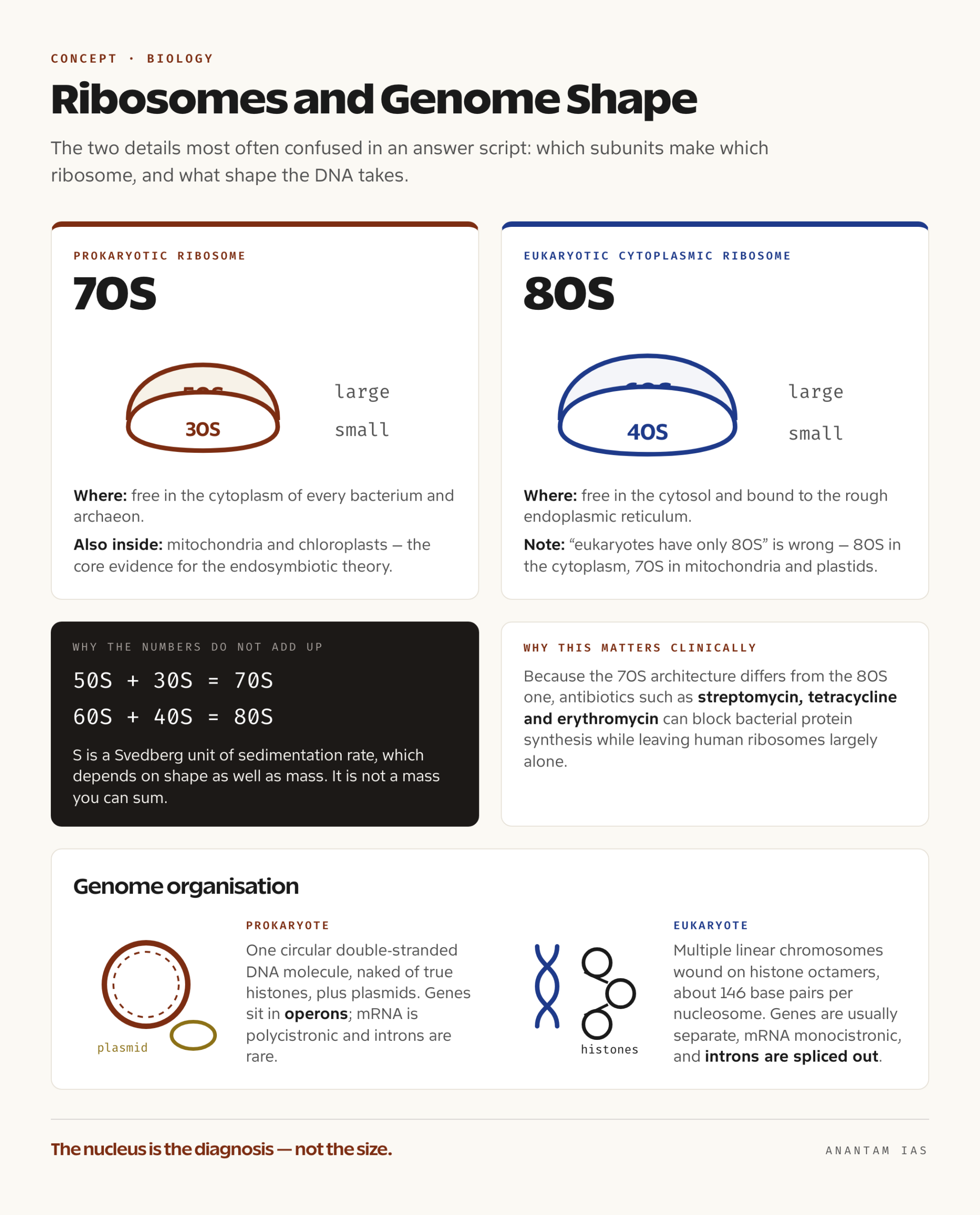 Chart comparing 70S and 80S ribosome subunits alongside circular prokaryotic DNA and linear eukaryotic chromosomes