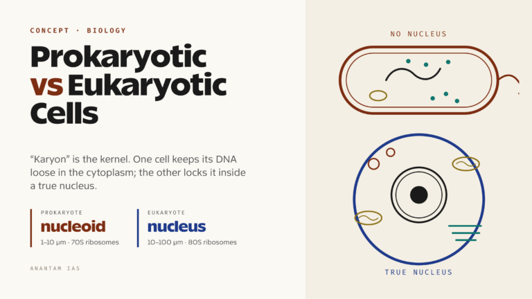 Difference Between Prokaryotic and Eukaryotic Cells (With Comparison Table)