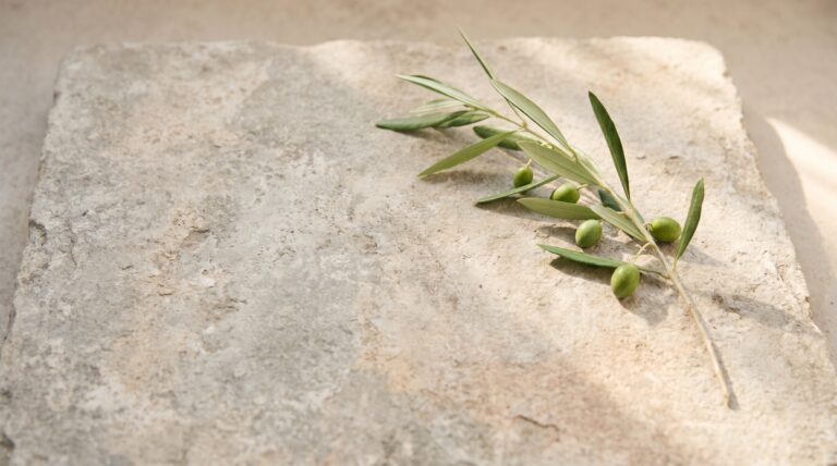 An olive branch resting on pale stone, symbolising the Global Peace Index