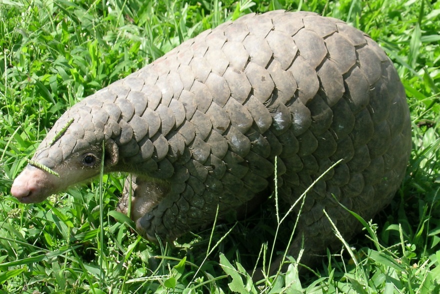 A scale-covered pangolin, a mammal closely related to the newly revalidated Himalayan pangolin