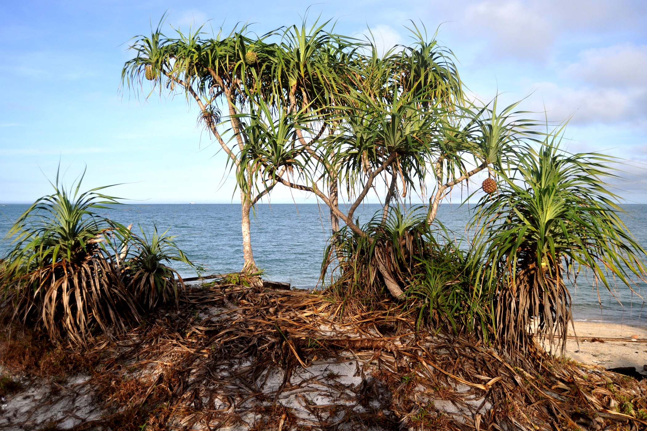 Pandanus odorifer fragrant screw-pine with long spiny leaves