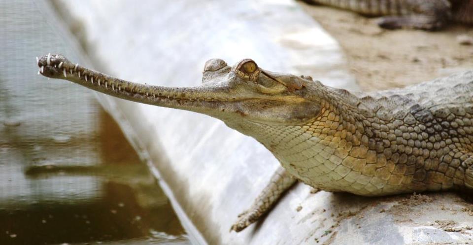 Young gharial at the Kukrail Gharial Rehabilitation Centre in Lucknow