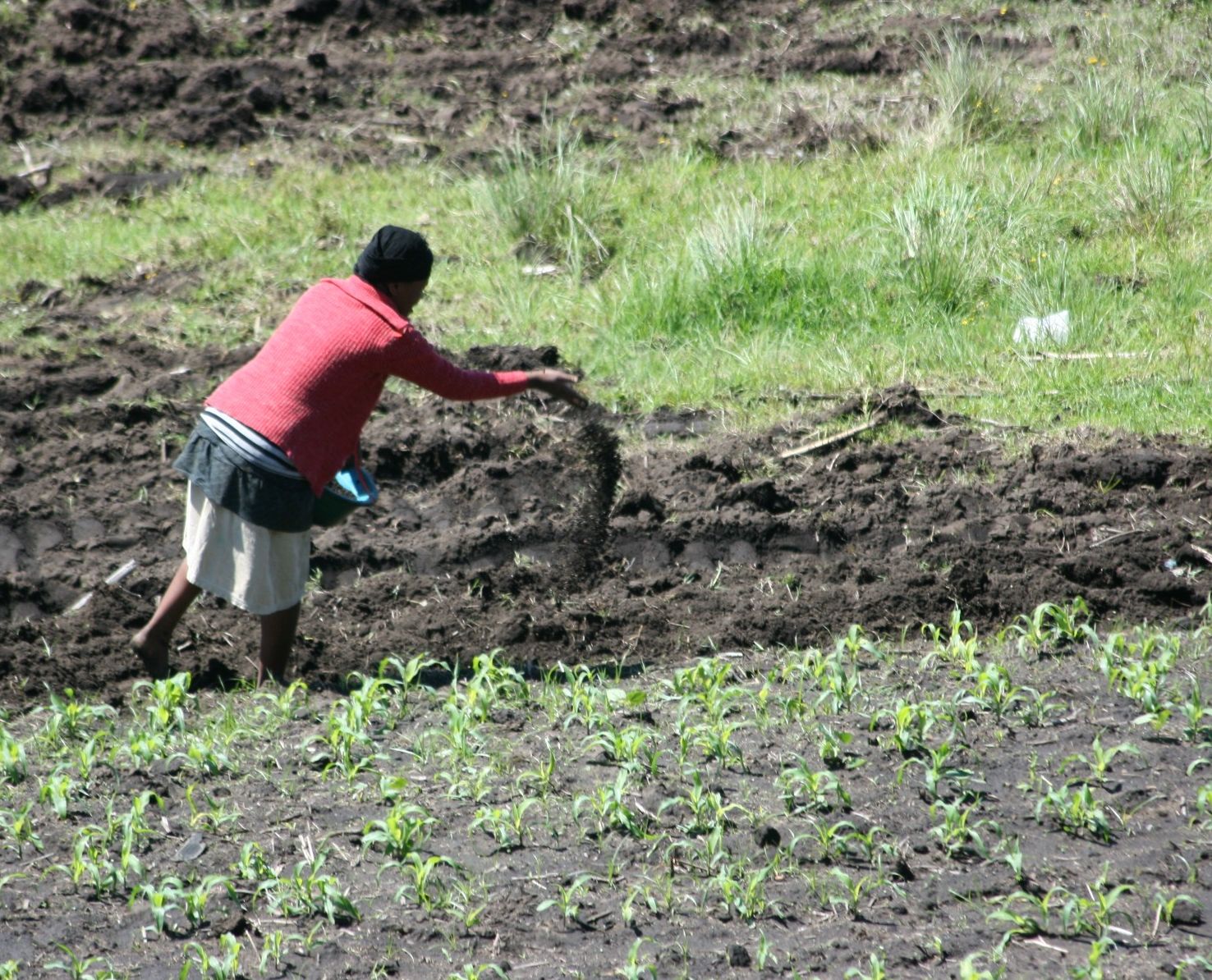 A farmer broadcasting urea fertiliser by hand in a green crop field