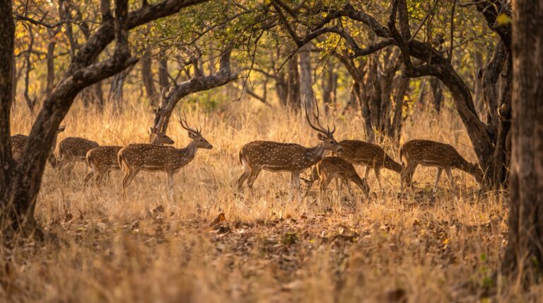 સુરત