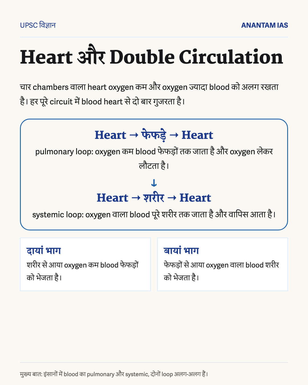 मानव हृदय में दोहरे परिसंचरण के फुफ्फुसीय और दैहिक छल्लों का हिंदी चित्र