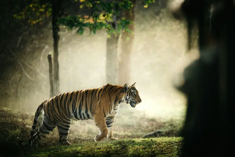 A Bengal tiger moving through dry deciduous forest