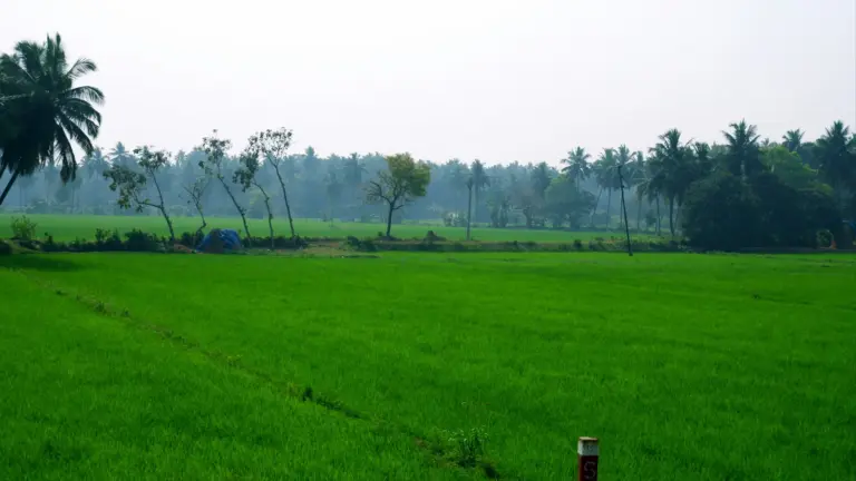 Flooded paddy fields stepped across a plain