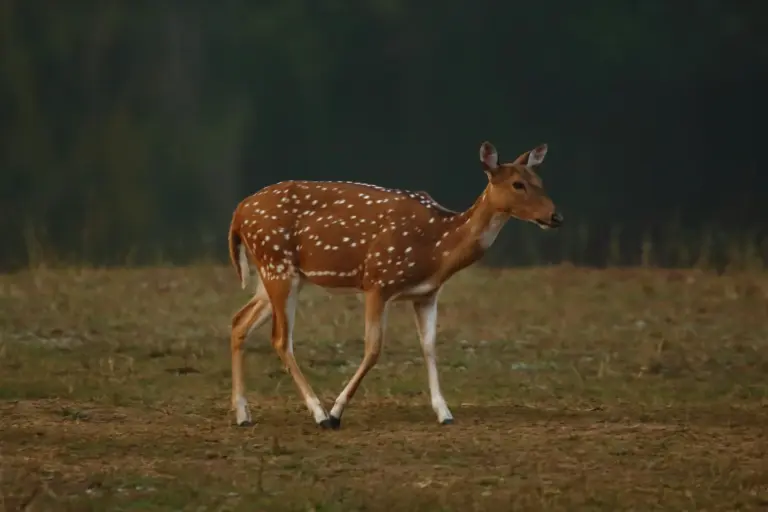 Swamp deer grazing tall terai grassland at dawn