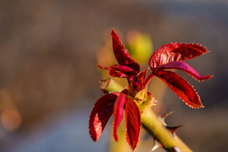 Featured image for UPSC Mains essay topic A Thorn Is a Changed Bud