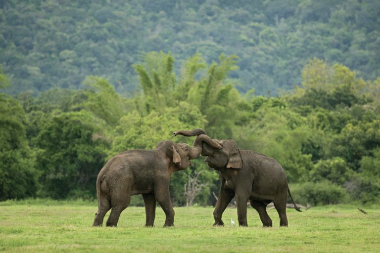 Featured image for UPSC Mains essay topic When two elephants fight, it is the grass that gets trampled