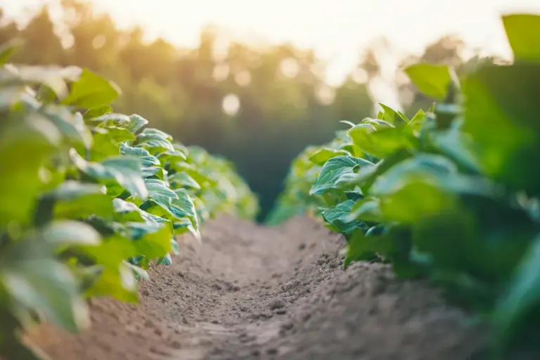 Rows of trial crop plots at an agricultural research station