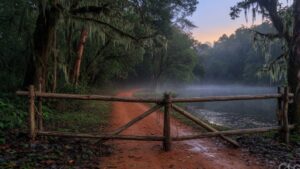 A closed wooden forest barrier across an empty jeep track in a misty evergreen Western Ghats forest beside a still lake