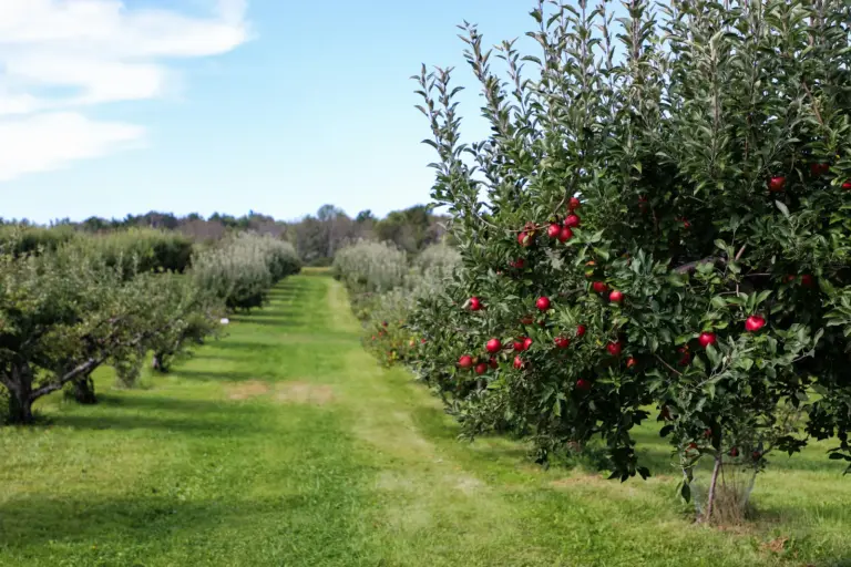 Rows of fruit trees in a working orchard at harvest