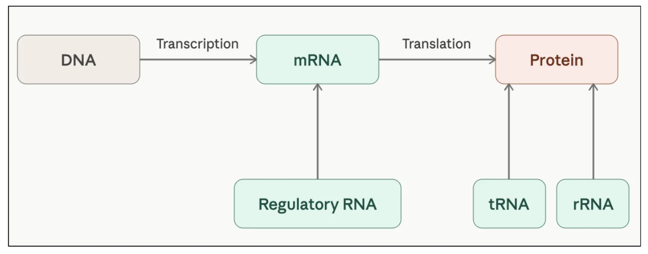 Central Dogma: डीएनए से आरएनए से प्रोटीन - अनंतम IAS Mains QIP हैंडआउट से आरेख