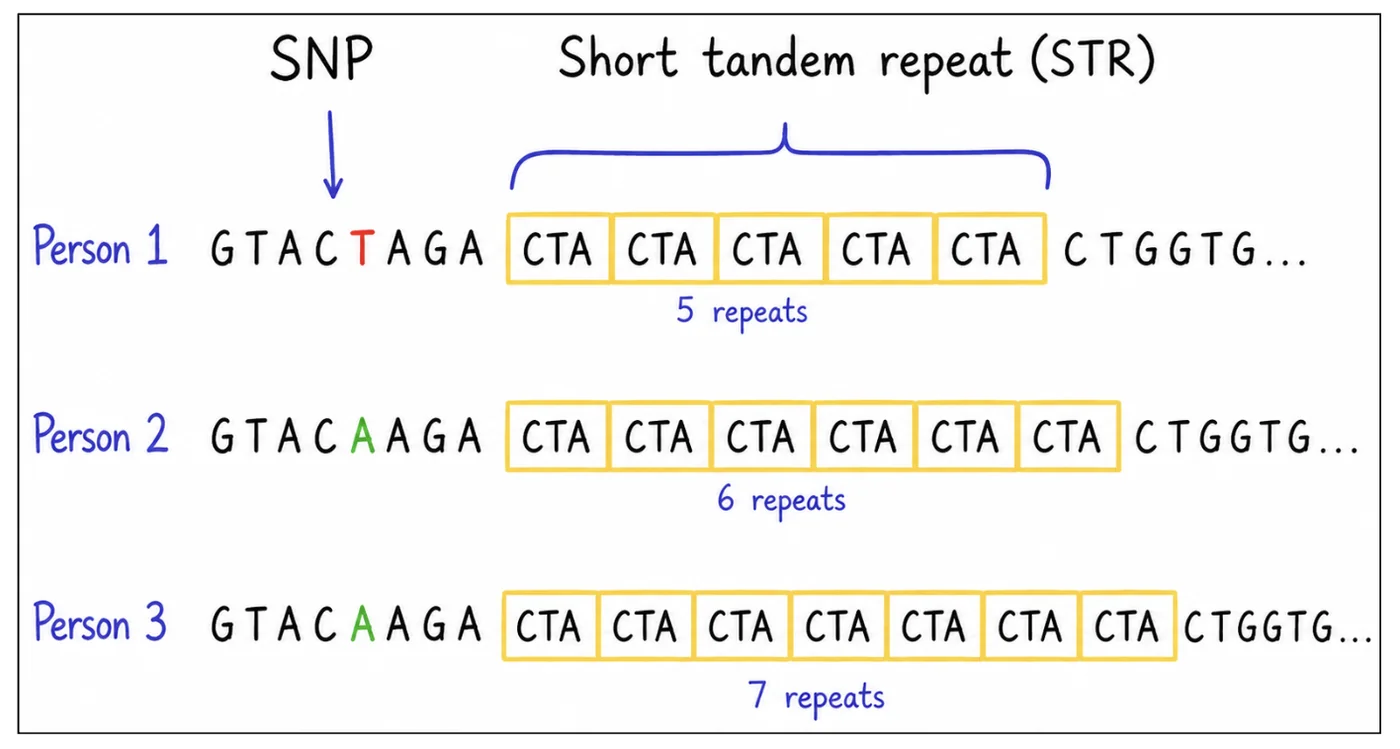 Variations in the Genome — diagram from the Anantam IAS Mains QIP handout