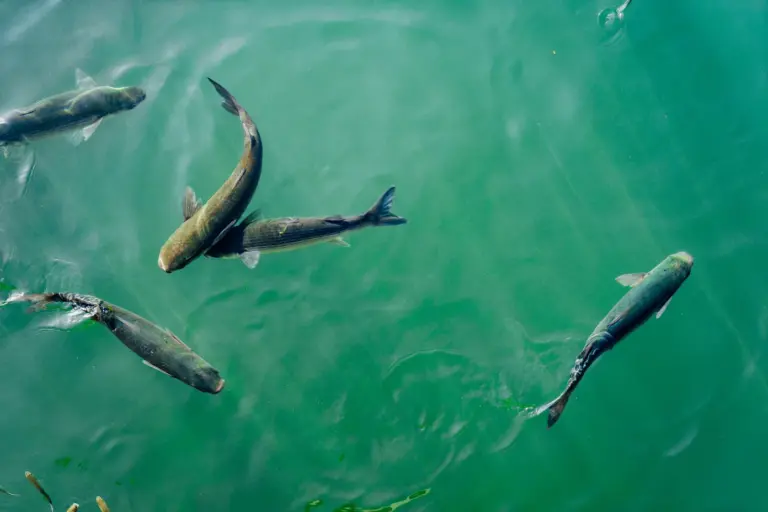 Aquaculture ponds laid out across a coastal delta