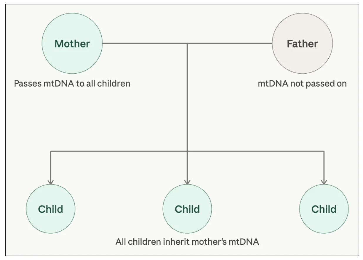 What is Mitochondrial DNA (mtDNA)? — diagram from the Anantam IAS Mains QIP handout