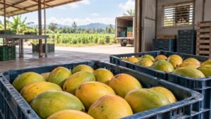 Mangoes in reusable crates at an illustrative produce packing shed