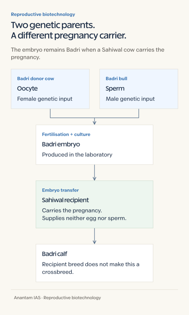 Badri oocyte and sperm form an embryo carried by a Sahiwal recipient