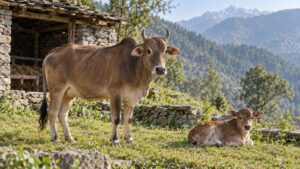 Illustrative Himalayan indigenous cow and calf beside a rural stone cattle shelter