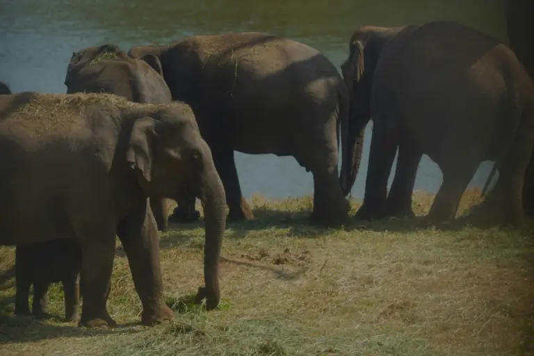 A herd of Asian elephants with a calf at the water's edge in Bannerghatta, near Bengaluru
