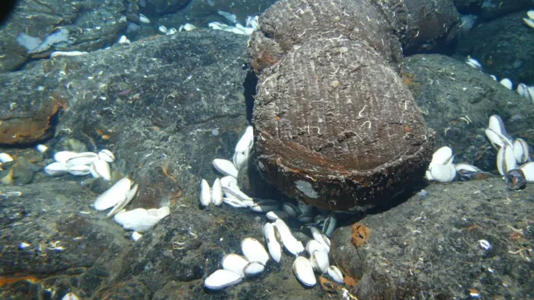 Rounded pillow lava mounds on the deep seafloor, with clusters of white clams resting in the cracks between them.