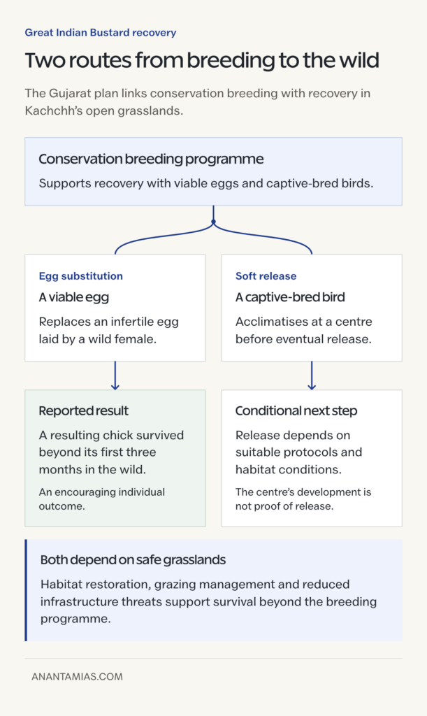 Separate egg-substitution and soft-release pathways connect conservation breeding with wild bustard recovery and safe grassland habitat.