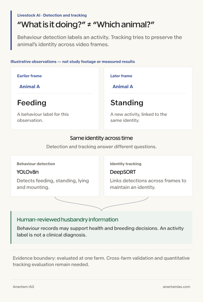 Illustrative feeding and standing observations with a stable animal identity, distinguishing behaviour detection from tracking