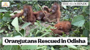 Orangutans Rescued in Odisha