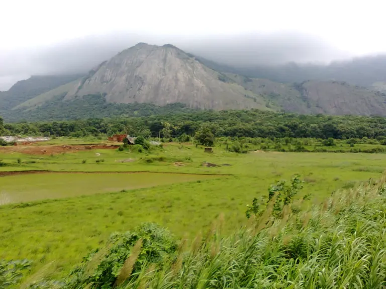 Green paddy land in the Palakkad Gap, Kerala, with a cloud-capped granite hill of the Western Ghats rising behind