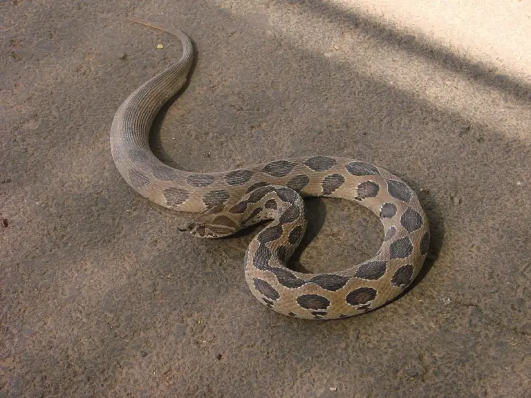 A Russell's viper coiled on the ground, showing its chains of dark-rimmed spots. Photo: AChawla, CC BY-SA 3.0, via Wikimedia Commons.
