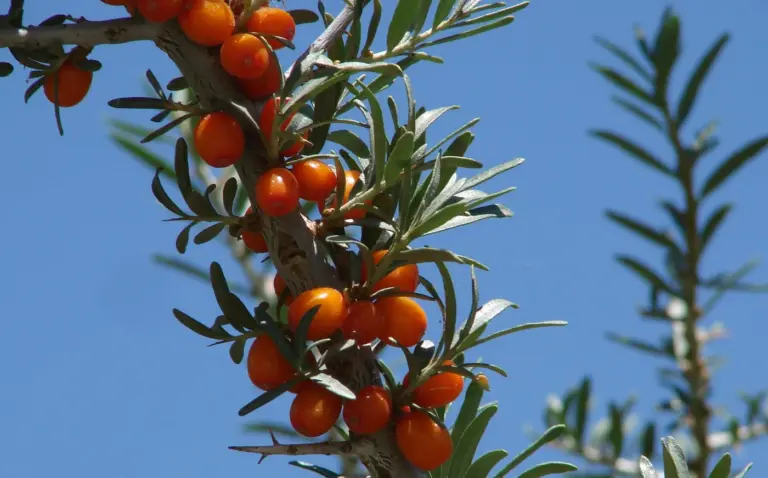 Clusters of orange sea buckthorn berries on a thorny branch. Photo: Karunakar Rayker from India, CC BY 2.0, via Wikimedia Commons.