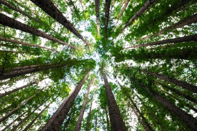 Looking up through a canopy of tall green trees. Photo by Arnaud Mesureur on Unsplash via Unsplash.