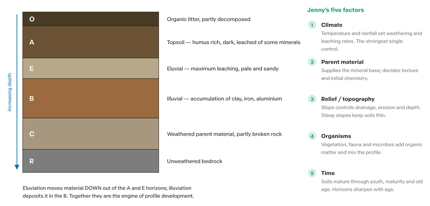 The soil profile and the factors that set how much water it can hold and give up.
