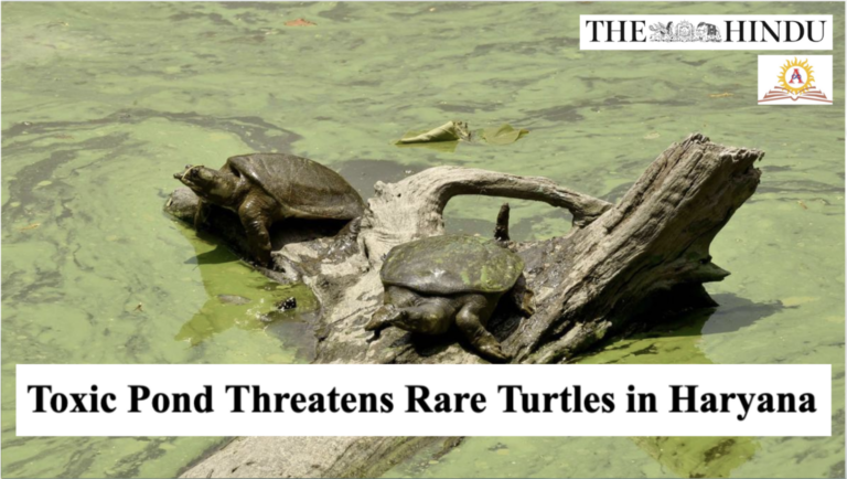 Toxic Pond threatens rare turtle species