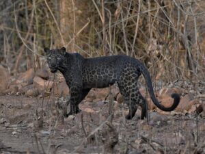 black leopard population in india 1024x769 1