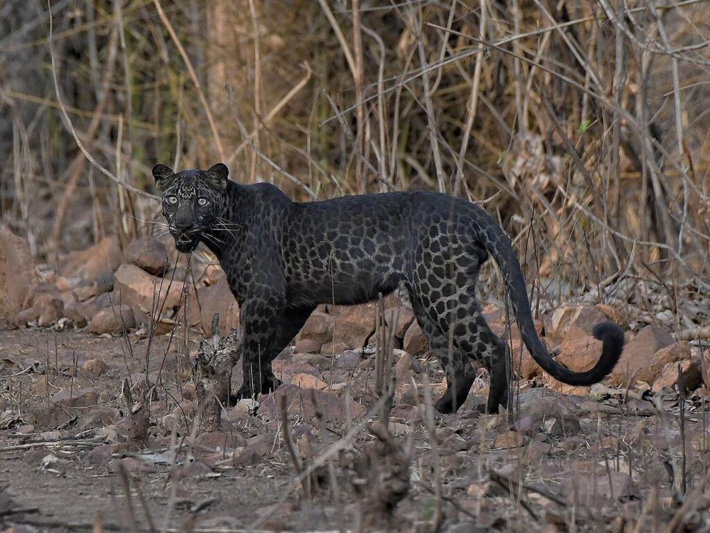 black leopard population in india 1024x769 1