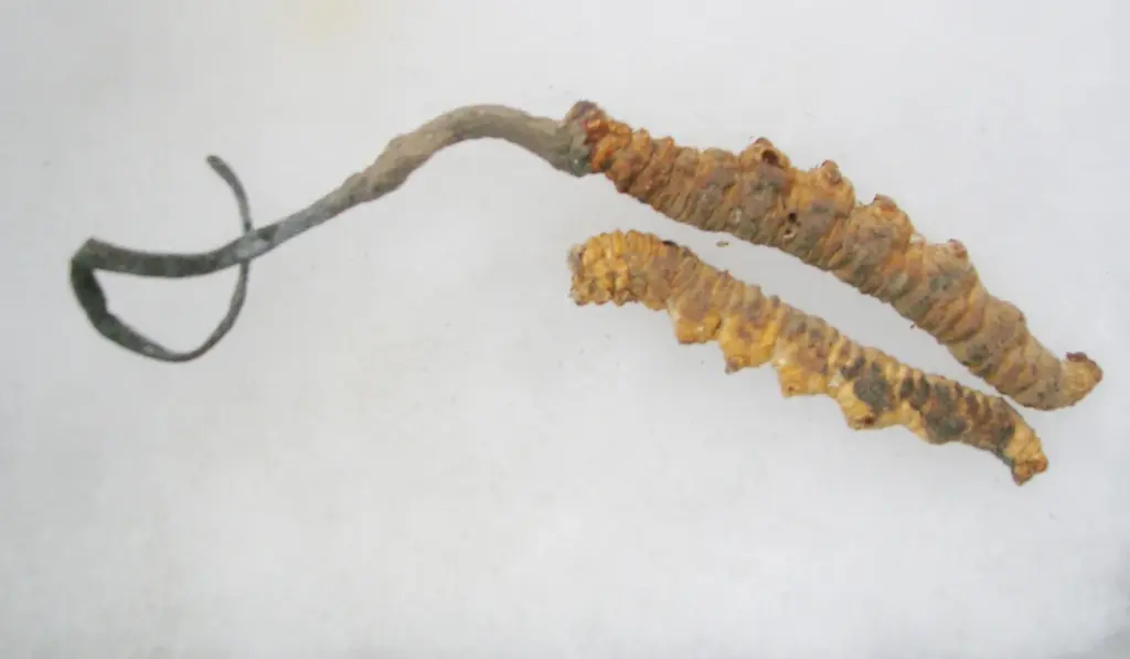 Two dried caterpillar fungus specimens, each a golden caterpillar body with a dark fungal stalk growing from its head.