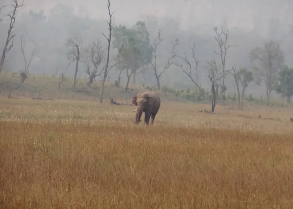 A bull Asian elephant walks across a dry grassland in Rajaji National Park, Uttarakhand.