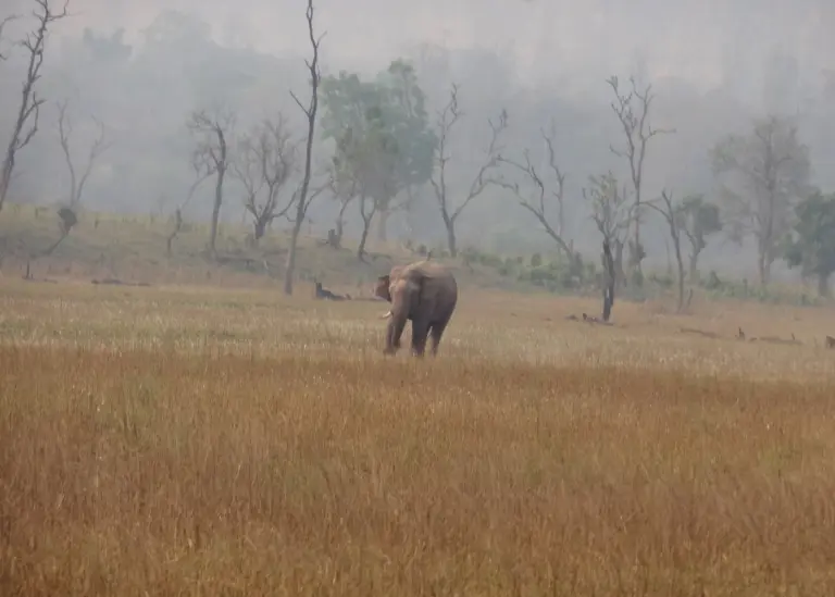 A bull Asian elephant walks across a dry grassland in Rajaji National Park, Uttarakhand.